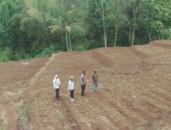 Polres Garut Sulap Lahan Tidak Produktif Jadi Kebun Jagung 1 Hektare, Dukung Ketahanan Pangan