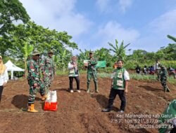 Sinergi TMMD dan Pertanian: Kolaborasi Penanaman Jagung di Mekarmulya dan Penelitian Padi Lokal Garut