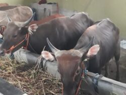 Suasana Idul Adha Semakin Dekat, Hewan Kurban Mulai Berdatangan di Kandang Mbak Ita