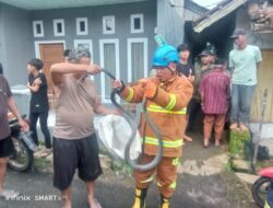 Warga Cihikeu Geger, Ular Kobra Nyasar ke Teras Rumah hingga Panggil Damkar