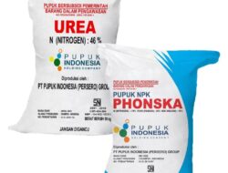 Ini Penyebab Pupuk Bersubsidi di Pandeglang Dijual Melampaui HET: Distribusi & Biaya Tak Terduga Jadi Masalah Utama