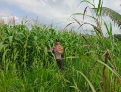 Polsek Muara Bengkal Aktif Dampingi Petani Jagung, Dukung Swasembada Pangan Desa