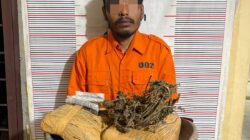 Polsek Bahorok Gagalkan Peredaran 2,14 Kg Ganja di Bukit Lawang, Satu Warga Diamankan