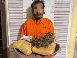 Polsek Bahorok Gagalkan Peredaran 2,14 Kg Ganja di Bukit Lawang, Satu Warga Diamankan