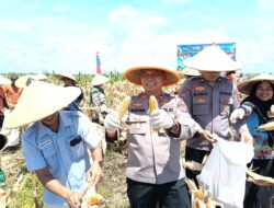 Panen Raya Jagung Kuartal II, Polsek Muara Wahau Perkuat Swasembada Pangan