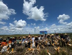 Panen Jagung di Rantau Pulung, Polsek dan Warga Kompak Dukung Swasembada Pangan Nasional