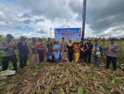 Dari Lubang Tambang Menjadi Ladang Harapan, Polres Kutim Bersama PT KPC Panen Jagung Kuartal II 2026