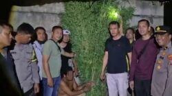Sat Res Narkoba Polresta Deli Serdang Bersama Polsek Tanjung Morawa Ungkap Kasus Ganja, 40 Batang Tanaman Diamankan
