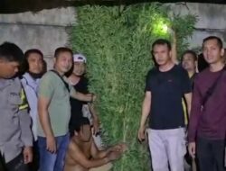 Sat Res Narkoba Polresta Deli Serdang Bersama Polsek Tanjung Morawa Ungkap Kasus Ganja, 40 Batang Tanaman Diamankan