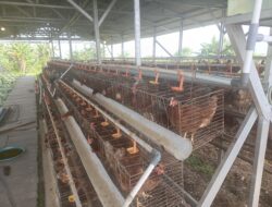 Kandang Ayam BUMDes Diduga Langgar Aturan, Warga Pertanyakan Dugaan Bisnis Pribadi