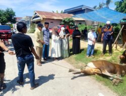 Lingkungan Kompleks BTN Ujungbulu Permai Qurban 7 Ekor Sapi, wujud Nilai-nilai Pengorbanan