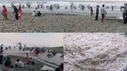 Fenomena Ikan Impun Kembali Muncul di Pesisir Pantai Garut Selatan, Jadi Tradisi Tahunan Warga Muara Cikandang
