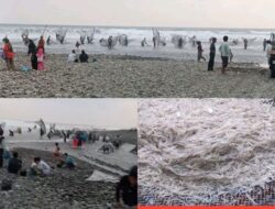 Fenomena Ikan Impun Kembali Muncul di Pesisir Pantai Garut Selatan, Jadi Tradisi Tahunan Warga Muara Cikandang