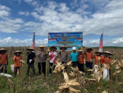 Dukung Ketahanan Pangan Nasional, Polsek Muara Wahau Panen Jagung Kwartal II Bersama PT DSN Group
