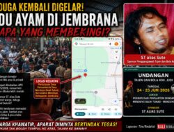 Diduga Kembali Digelar Lebih Meriah, Aktivitas Adu Ayam di Jembrana Picu Pertanyaan Publik: Siapa yang Membekingi?