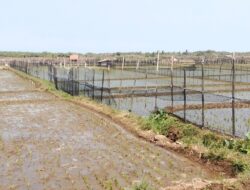 PETANI PESISIR GARUT HADAPI RISIKO GAGAL PANEN, JARING PLANET JADI ANDALAN TANGKAL UAP GARAM LAUT