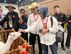 AMARTA FARM SUMEDANG, Memulai Sejak 2009 dalam Mengembangkan Peternakan Domba Garut Berkualitas