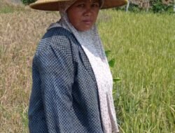 KEKERINGAN MELANDA, PETANI PADI KAMPUNG KERTABRAYA RT 25/RW 10 DESA KERTAMANDALA TERANCAM GAGAL PANEN