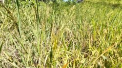 Petani di Pakenjeng dan Mekarmukti Keluhkan Serangan Hama Tikus, Terancam Gagal Panen dan Rugi Puluhan Juta Rupiah