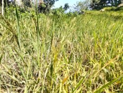 Petani di Pakenjeng dan Mekarmukti Keluhkan Serangan Hama Tikus, Terancam Gagal Panen dan Rugi Puluhan Juta Rupiah