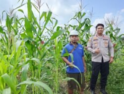 Polsek Kongbeng Cek Perkembangan Jagung Pipil Kuartal II di Desa Miau Baru, Dukung Program Ketahanan Pangan