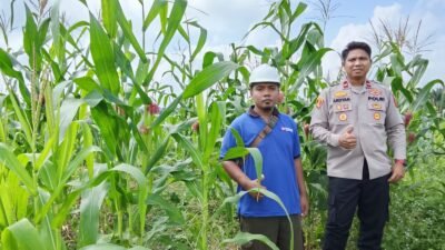Polsek Kongbeng Cek Perkembangan Jagung Pipil Kuartal II di Desa Miau Baru, Dukung Program Ketahanan Pangan