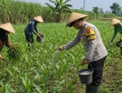 Bhabinkamtibmas Polsek Pasrepan Ikut Awasi Perkembangan Tanaman Jagung Warga