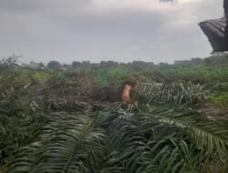 Dadimulyo Kecewa, Penumbangan Sawit di Eks PT BSP Disebut Dilakukan Sepihak