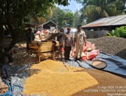Polsek Muara Ancalong Pantau Pemipilan Jagung PT GSA, Tikus hingga Monyet Jadi Sorotan