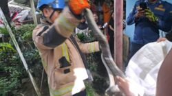 Ketakutan Melanda Bungbulang: Detik-Detik Mencekam Damkar Garut Lumpuhkan King Kobra 2,5 Meter di Pemukiman Warga