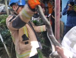 Ketakutan Melanda Bungbulang: Detik-Detik Mencekam Damkar Garut Lumpuhkan King Kobra 2,5 Meter di Pemukiman Warga