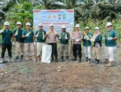 Jagung Dilanda Kemarau, Polsek Muara Wahau Panen 2,5 Hektare di Lahan PT SAP
