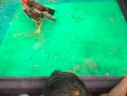 JUDI SABUNG AYAM DAN DUGAAN PEREDARAN SABU DI DESA MEPANGA RESAHKAN WARGA, POLISI DIMINTA BERTINDAK
