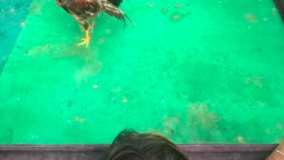 JUDI SABUNG AYAM DAN DUGAAN PEREDARAN SABU DI DESA MEPANGA RESAHKAN WARGA, POLISI DIMINTA BERTINDAK