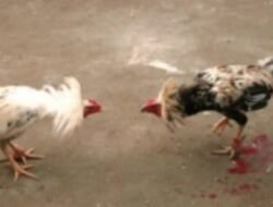 Diduga Aktivitas Sabung Ayam Kembali Beroperasi di Bengkol, Warga Masyarakat Soroti Dugaan Keterlibatan Oknum Aparat