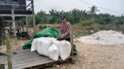 Panen Jagung Binaan PT Indominco di Teluk Pandan Capai 430 Kg, Hasil Terdampak Hama