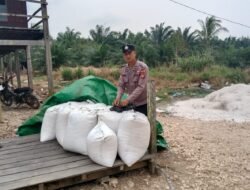 Panen Jagung Binaan PT Indominco di Teluk Pandan Capai 430 Kg, Hasil Terdampak Hama