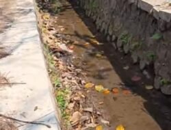 Kemarau Panjang, Petani Jagabaya Tunda Tanam Akibat Debit Irigasi Menyusut
