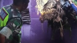 *Angin Kencang Tumbangkan Pohon, Rumah Warga di Simpang Kanan Rusak*