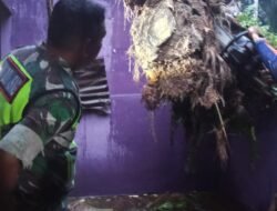 *Angin Kencang Tumbangkan Pohon, Rumah Warga di Simpang Kanan Rusak*