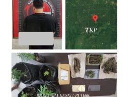 Satresnarkoba Polres Kutim Ungkap Kasus Ganja 169,37 Gram, Satu Tersangka Diamankan